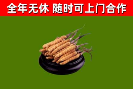 东区回收冬虫夏草